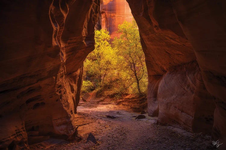 Fall This Way by Peter Coskun wall art