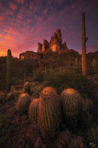 Cacti: Family Gathering by Peter Coskun