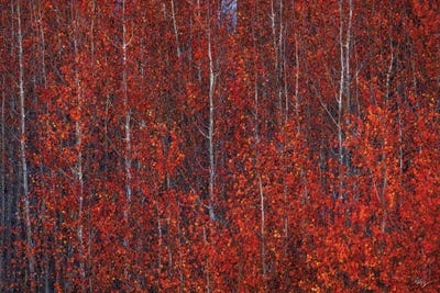Fire Forest by Peter Coskun art print