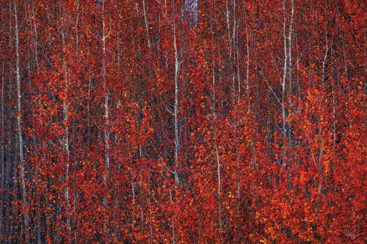 Fire Forest