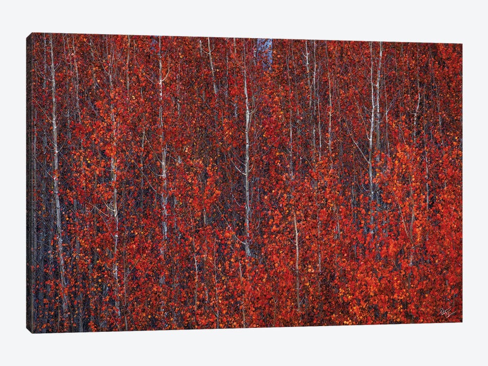 Fire Forest by Peter Coskun 1-piece Canvas Art Print
