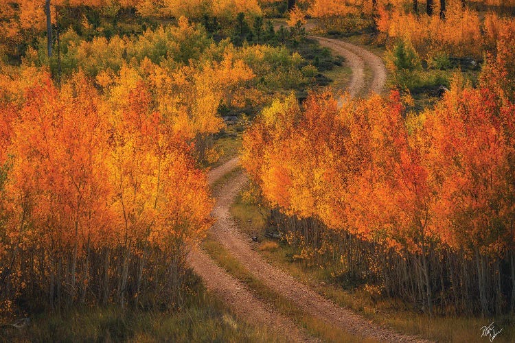 Fire Road by Peter Coskun wall art