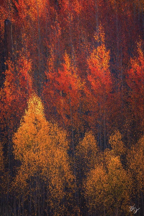 Flames Of Autumn