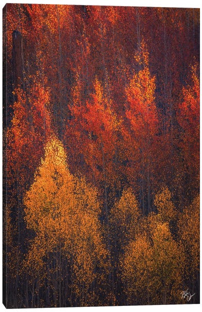 Flames Of Autumn Canvas Art Print