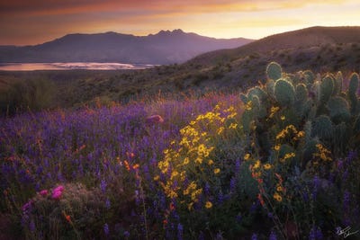 Four Flowers by Peter Coskun art print