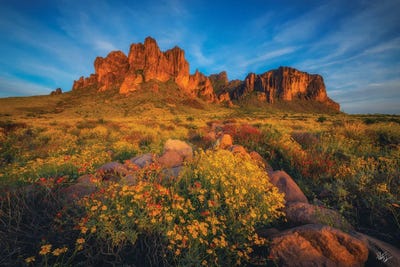 Gold Rush by Peter Coskun canvas print