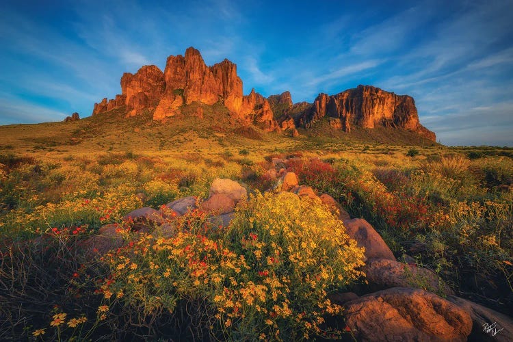 Gold Rush by Peter Coskun wall art