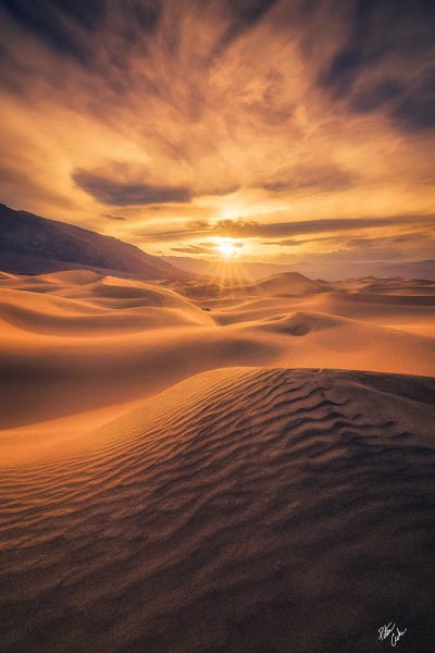Golden Eye by Peter Coskun canvas print