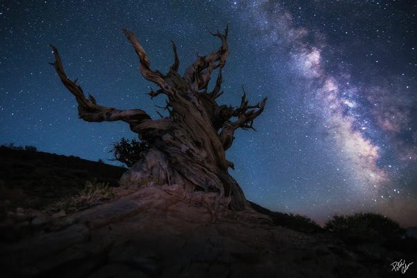 Tree Close-Ups: Guardian Of The Galaxy by Peter Coskun