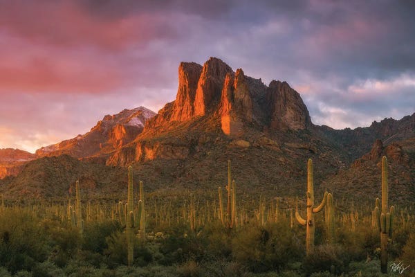 Succulents: Light Of The New Year by Peter Coskun