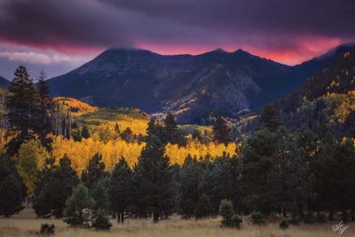Lockett's Bliss by Peter Coskun art print