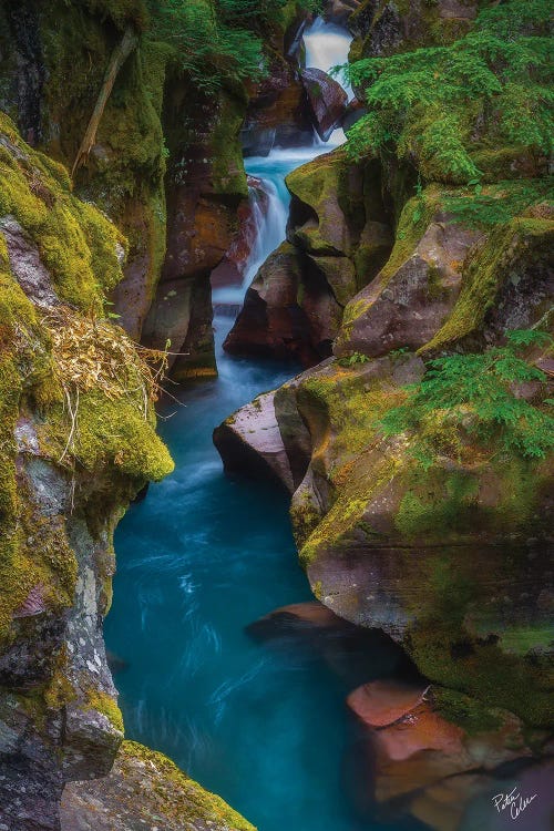 Lime And Teal by Peter Coskun wall art
