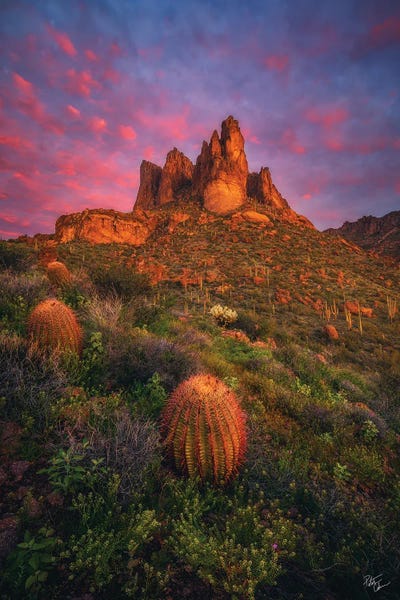 Lush Blush by Peter Coskun art print