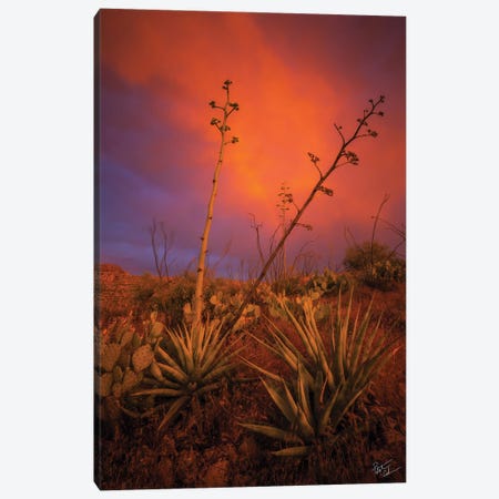 Peace In Chaos Canvas Print #PCS82} by Peter Coskun Canvas Wall Art