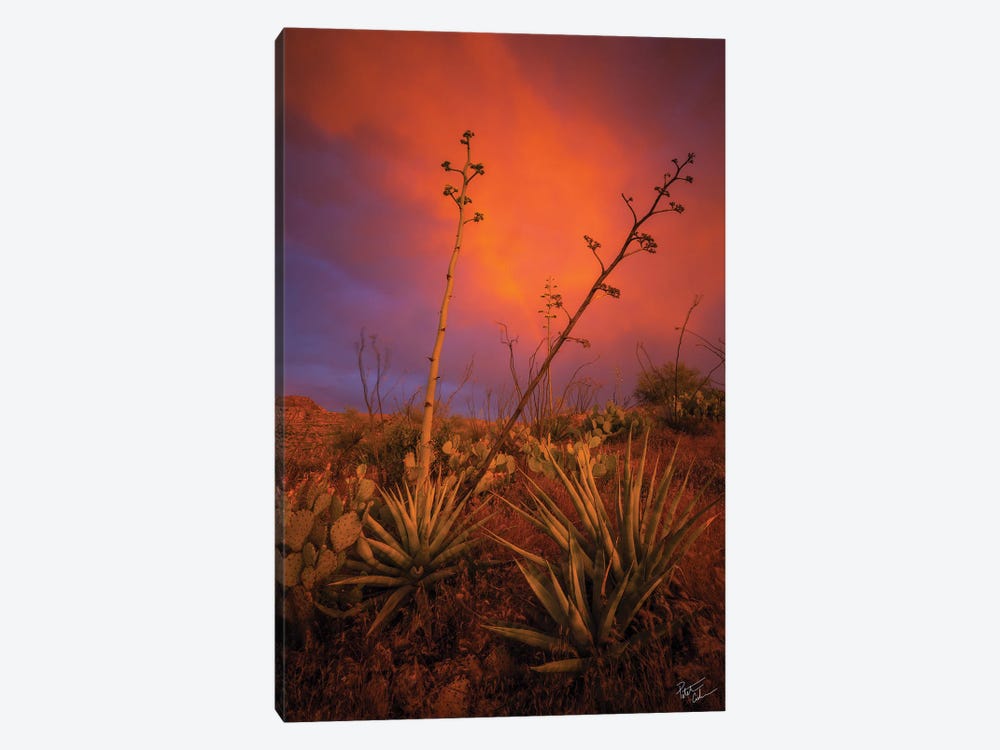Peace In Chaos by Peter Coskun 1-piece Canvas Art Print