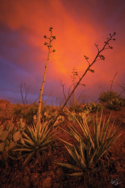 Desert: Peace In Chaos by Peter Coskun