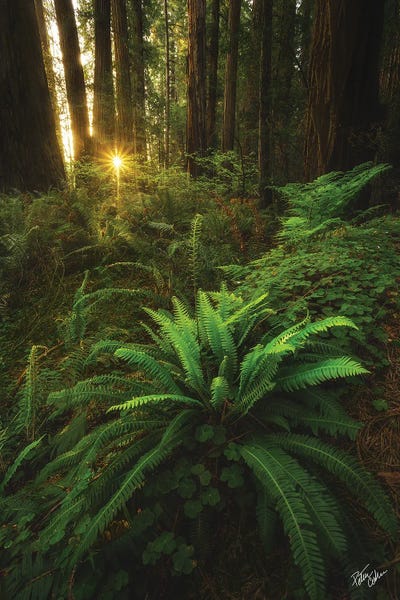 Nature Lover: Peeking by Peter Coskun