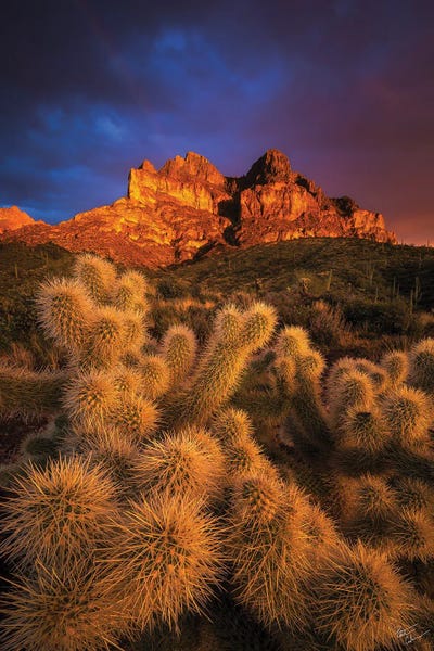 Pickets Gold by Peter Coskun multi panel art