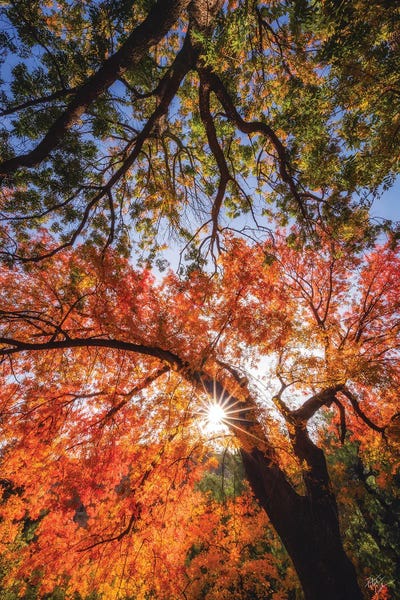Tree Close-Ups: Reaching For Stars by Peter Coskun