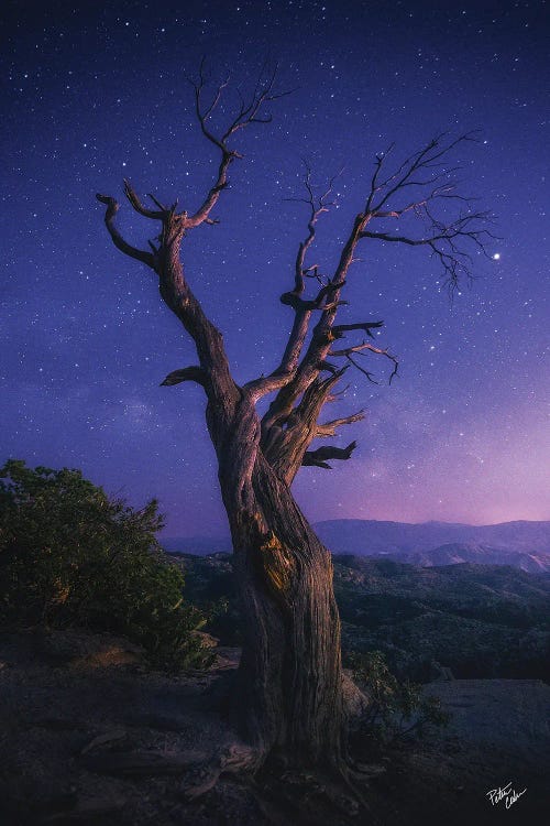 Reaching Further by Peter Coskun wall art