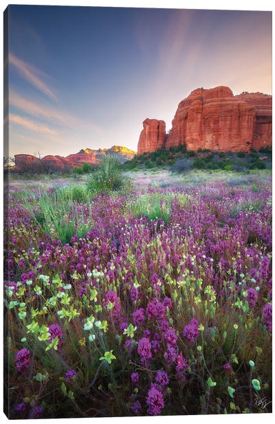Red Rock Spring Canvas Art Print - Peter Coskun