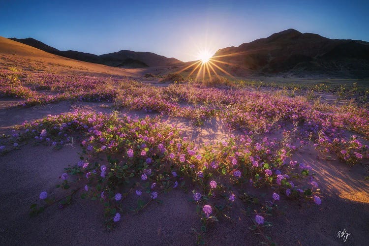 Rise Of Verbena