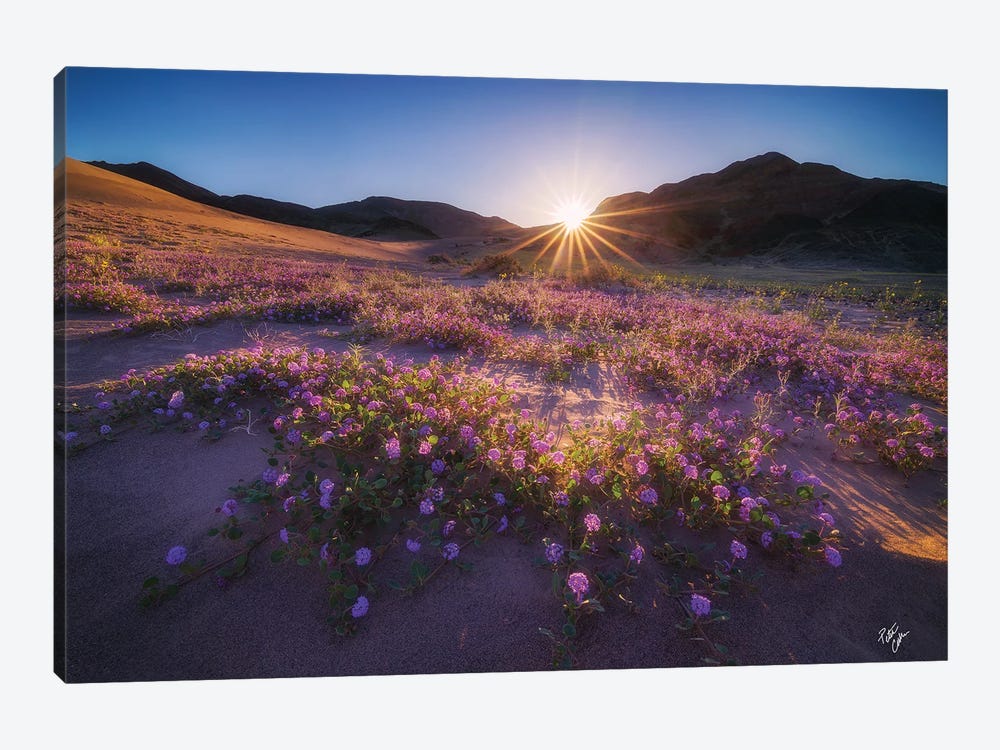 Rise Of Verbena by Peter Coskun 1-piece Canvas Print
