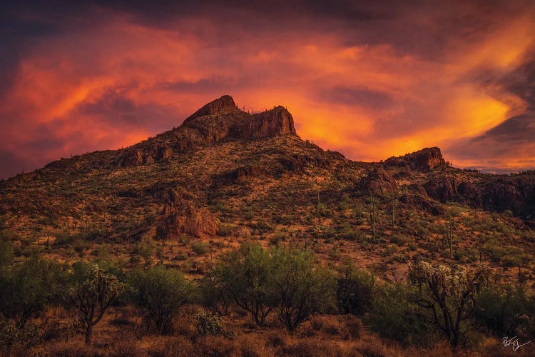 Roadside Attraction by Peter Coskun wall art