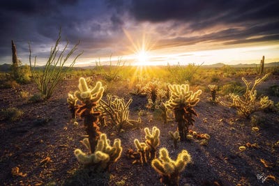 Shine by Peter Coskun canvas print
