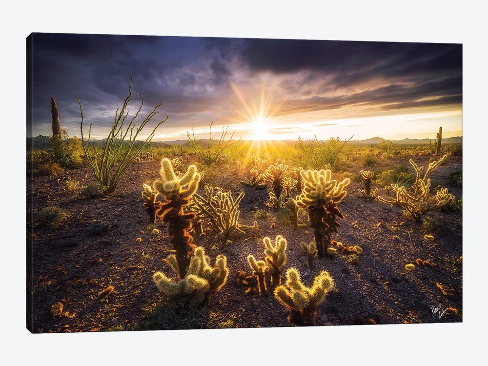Shine by Peter Coskun 1-piece Canvas Art
