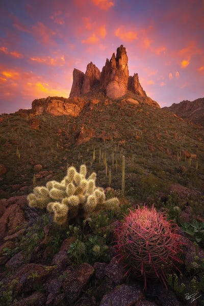Spike And Barrel II by Peter Coskun art print