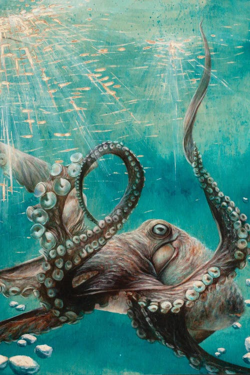 Octopus