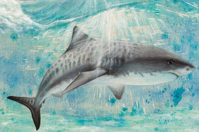 Shark Canvas Wall Art by Jessica Pidcock iCanvas