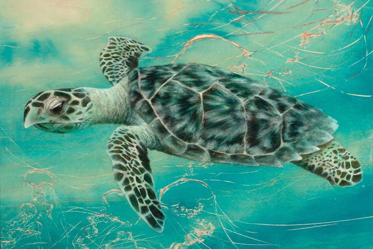 Turtle III by Jessica Pidcock wall art