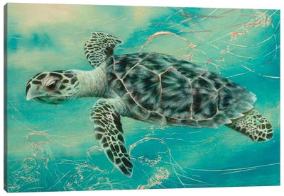 Turtle III Canvas Art Print