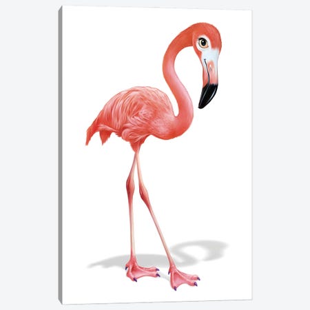 Flamingo Canvas Print #PDM213} by P.D. Moreno Canvas Art