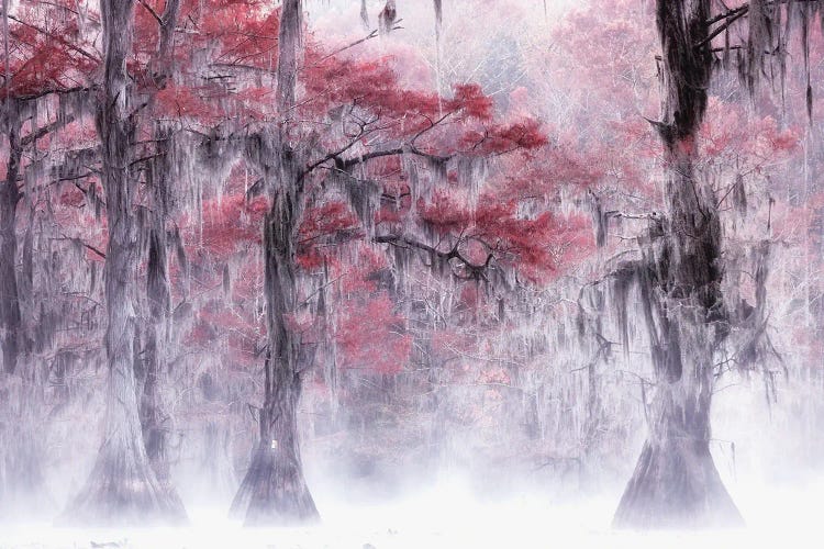 Foggy Fall Foliage At Caddo Lake