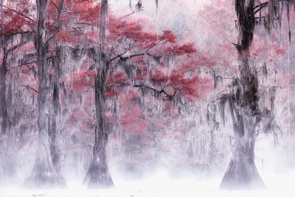 Fine Art Print: Foggy Fall Foliage At Caddo Lake by Leechee