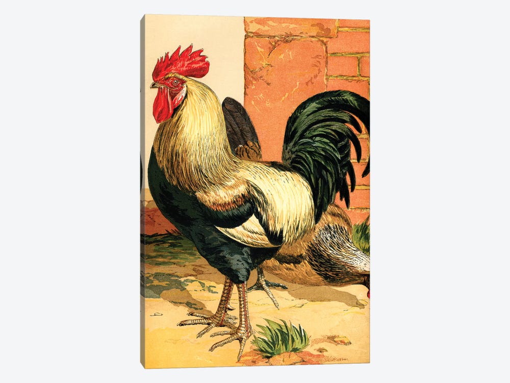 Poultry, Coloured Dorkings by Piddix 1-piece Art Print