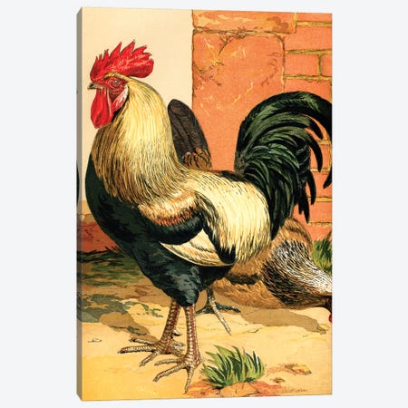 Poultry, Coloured Dorkings Canvas Print #PDX100} by Piddix Canvas Print