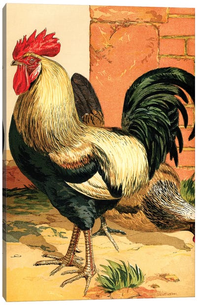 Poultry, Coloured Dorkings Canvas Art Print - Piddix