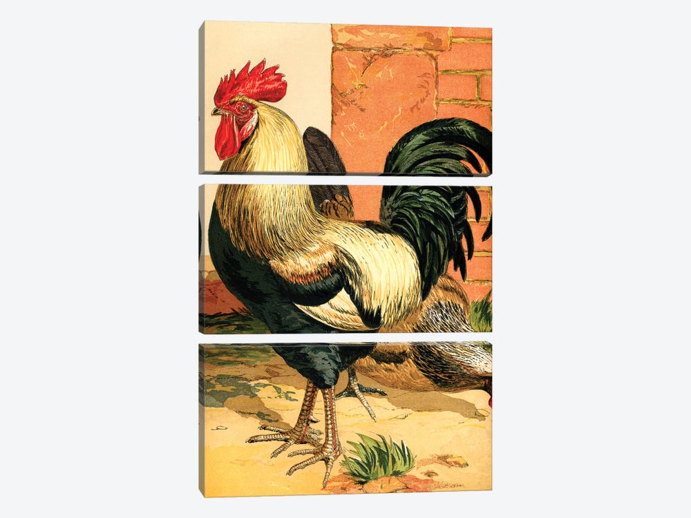Poultry, Coloured Dorkings by Piddix 3-piece Canvas Print