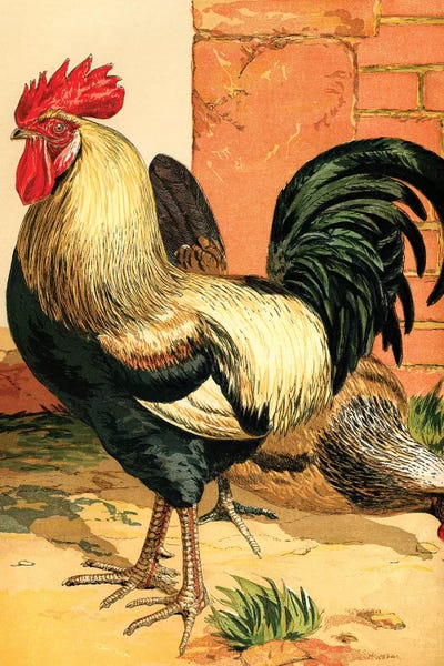 Granny Chic: Poultry, Coloured Dorkings by Piddix