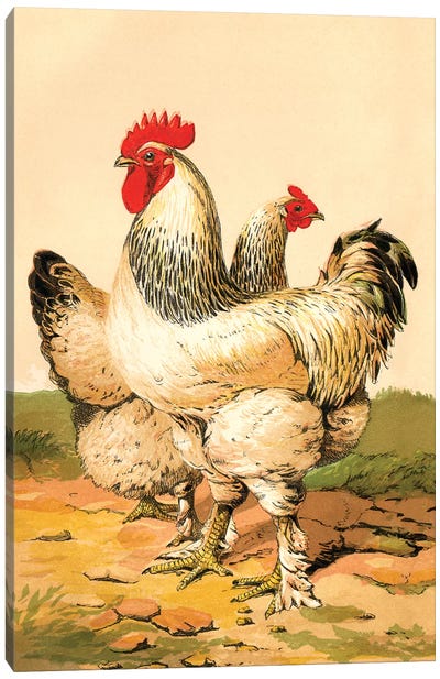 Poultry, Light Brahmas Canvas Art Print - Chicken & Rooster Art