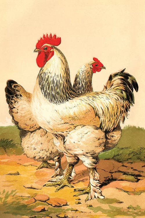 Poultry, Light Brahmas by Piddix canvas print