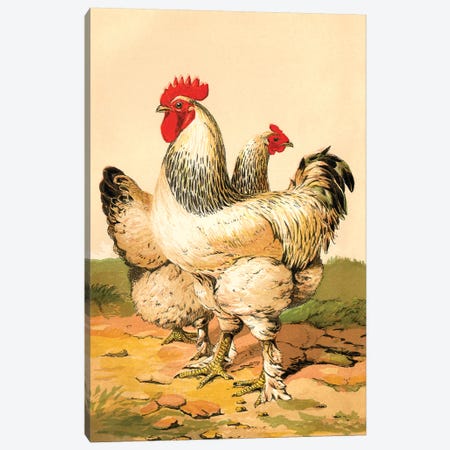 Poultry, Light Brahmas Canvas Print #PDX101} by Piddix Canvas Print