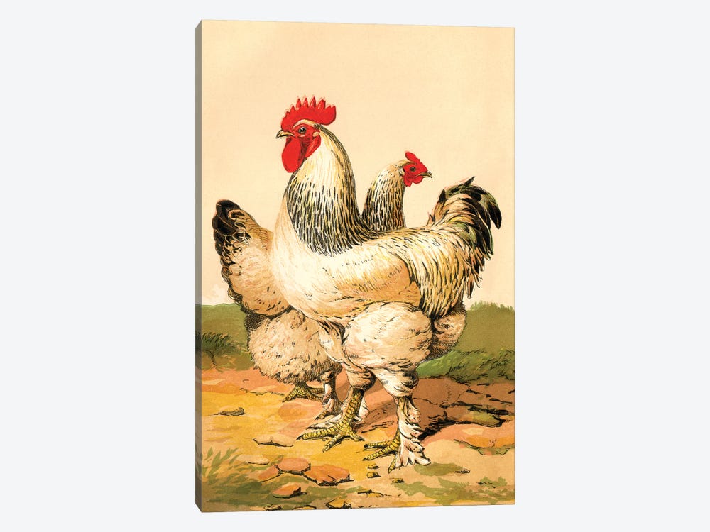 Poultry, Light Brahmas by Piddix 1-piece Canvas Wall Art