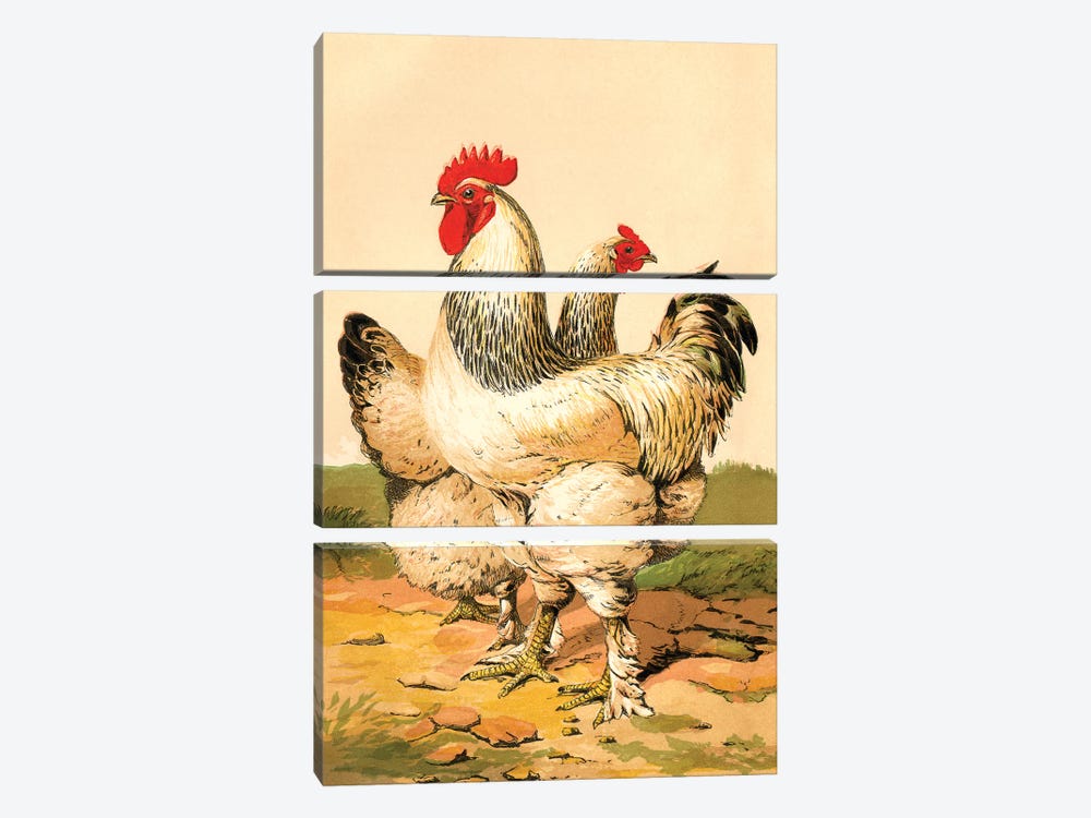 Poultry, Light Brahmas Canvas Print by Piddix | iCanvas