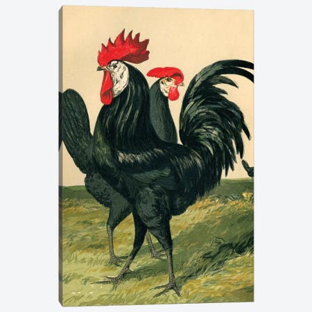 Poultry, Spanish Canvas Print #PDX102} by Piddix Art Print