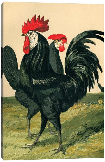 Poultry, Spanish Canvas Art Print - Piddix